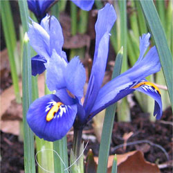 Lrio Reticulado - Iris Reticulata